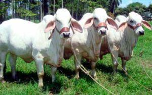 ganado cebu toros de raza cebu