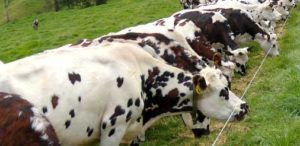 vacas alimentación para vacas