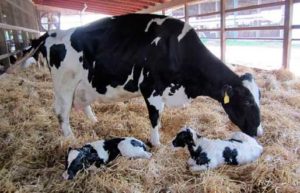 vacas datos curiosos sobre las vacas