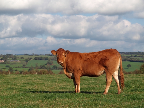 vaca raza guernsey