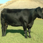 vaca negra angus