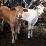 dos-teneros-pequeños