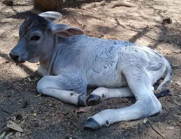 ternero-recien-nacido