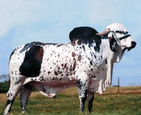 toro reproductor