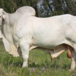 toro cebu blanco grande