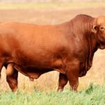 toro rojo reproductor