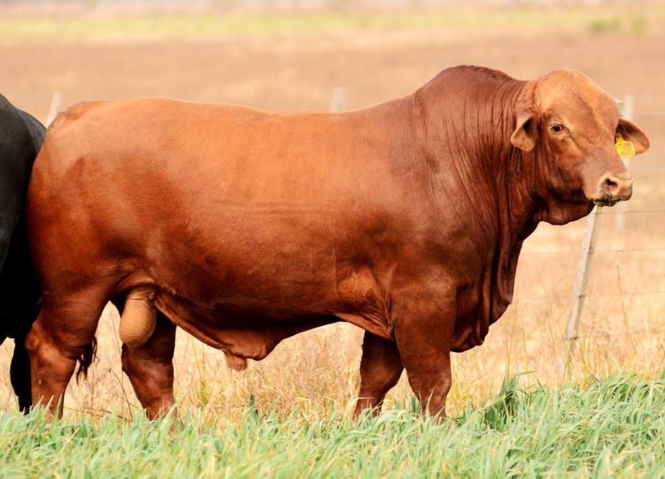 toro rojo reproductor