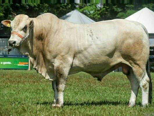 toro reproductor macho