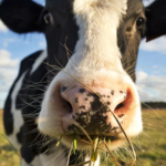 Qué causa la enfermedad de las vacas locas