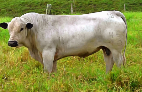 ganado bon blanco oreginegro novillo