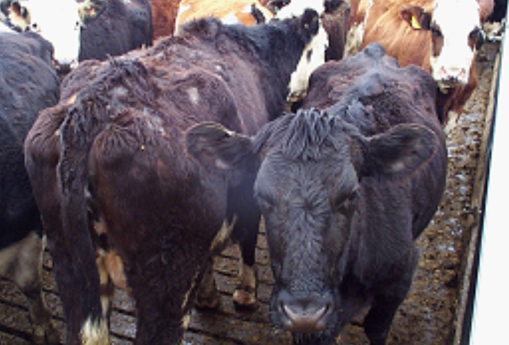 Dermatofilosis (escaldadura por lluvia / estreptotricosis bovina)