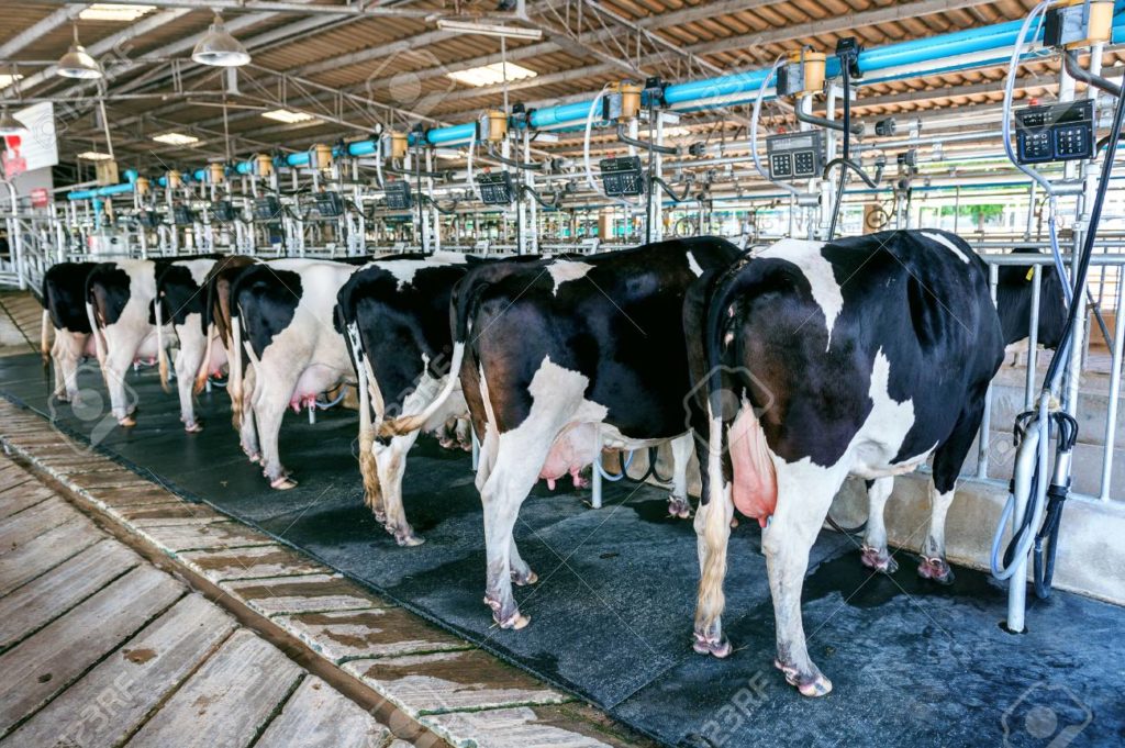 maquinas para ordeñar vacas