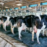 maquinas para ordeñar vacas