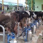 maquinas de ordeño mecanico el futuro