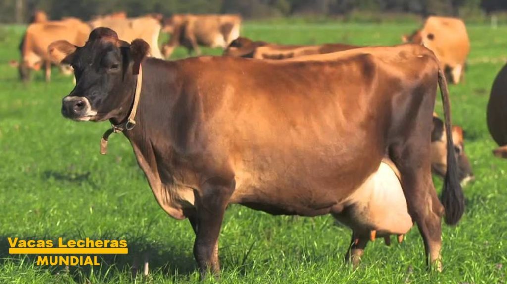 sacar mas leche en un ordeño de vacas
