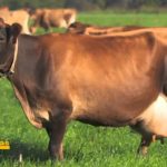 sacar mas leche en un ordeño de vacas