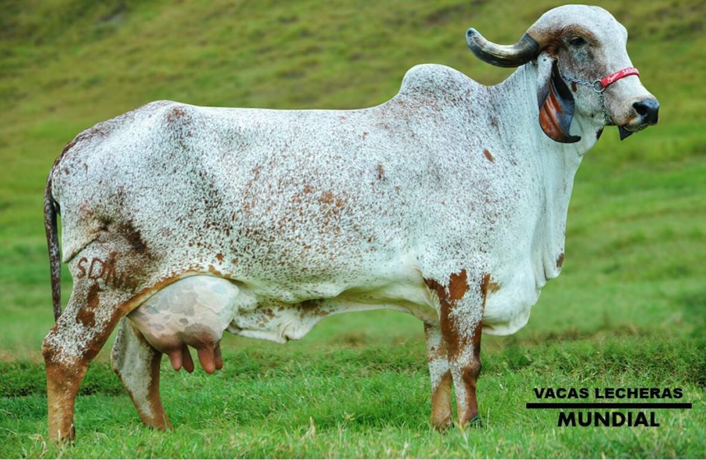 vaca lechera -como mejorar la producción de leche