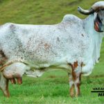 vaca lechera -como mejorar la producción de leche