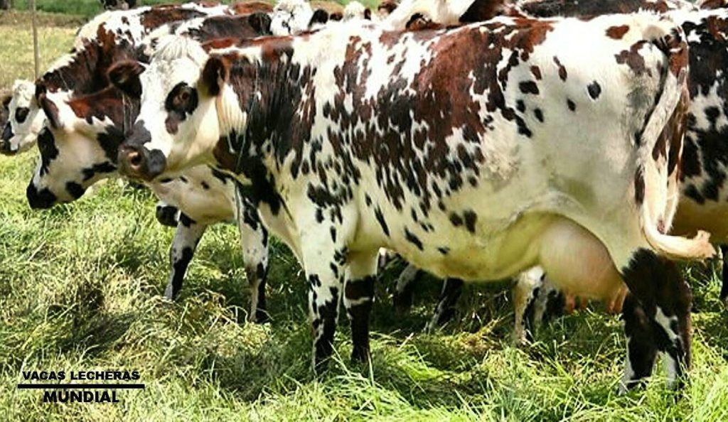 como alimentar vacas lecheras