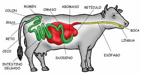como es una vaca por dentro