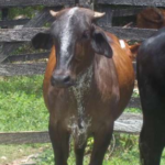 consejos para criar novillas