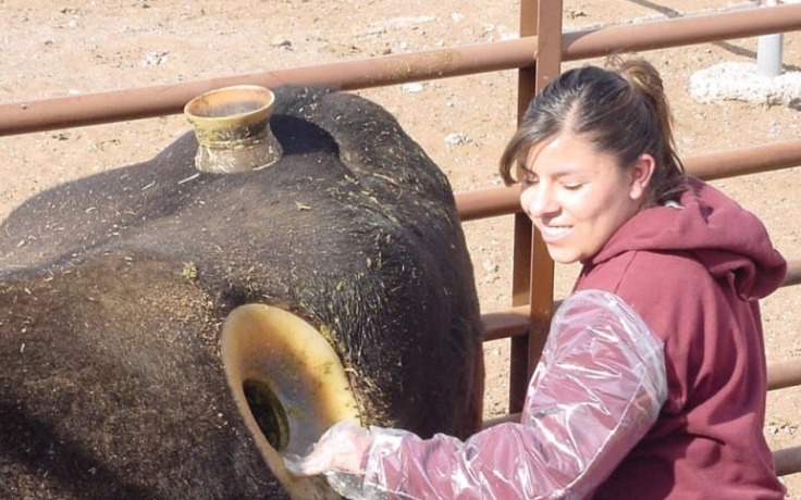 vaca con agujero en el estomago