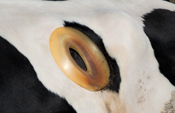 vaca con agujero en la panza o estomago