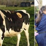 vacas con agujeros en el estomago