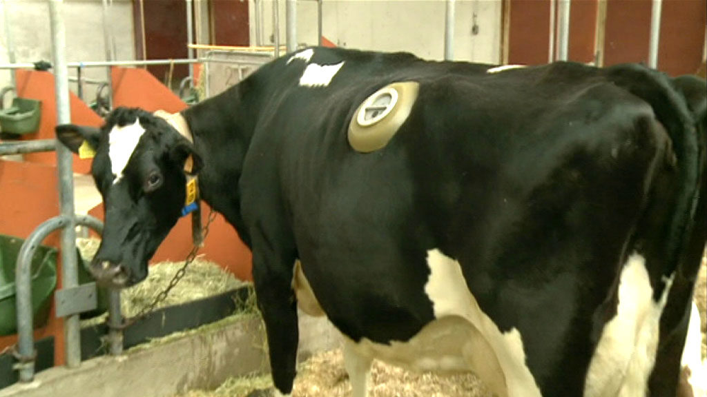 vacas con huecos en el estomago
