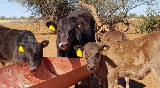 características del ganado wagyu