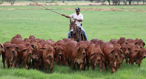 como cuidar la tierra pastos y forrajes
