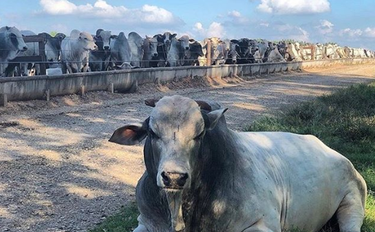 como hacer planeación financiera de una finca ganadera
