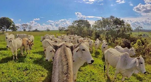 consejos para iniciar un proyecto ganadero finca ganadera
