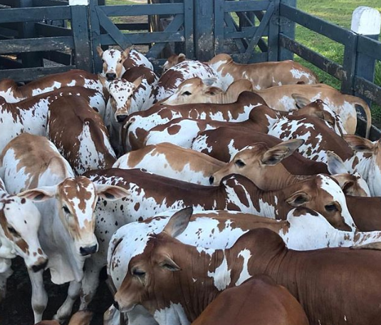 cria y razas de ganado bovino terneros