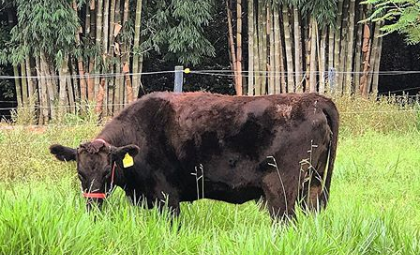 ganado raza wagyu beneficios
