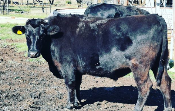 ganado wagyu en australia