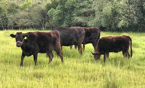 genetica del ganado raza wagyu