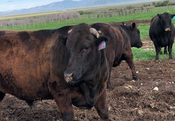 que es la raza de ganado wagyu