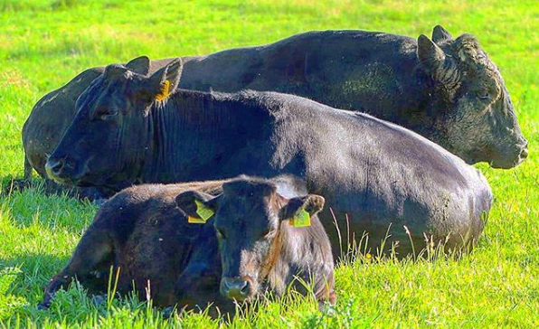 raza de ganado wagyu