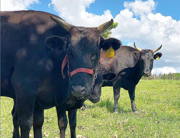 wagyu raza de ganado todo lo que debes saber