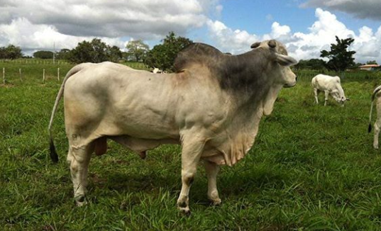 intoxicación por nitrato en ganado bovino
